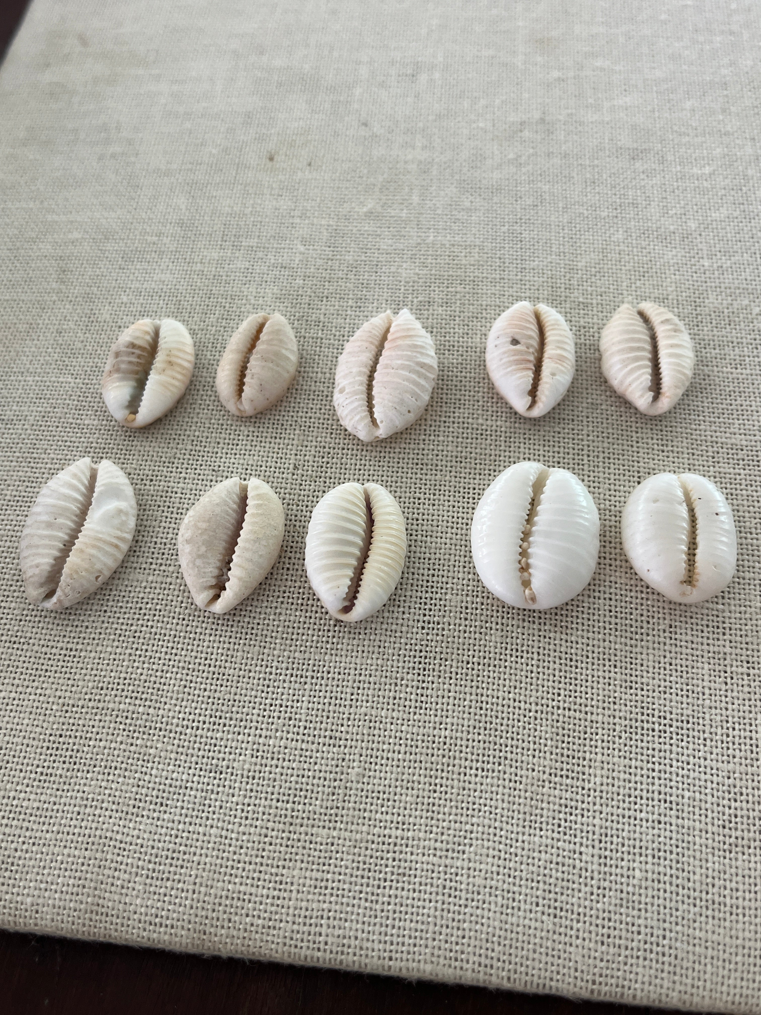 Granulated Cowrie Ring MTO